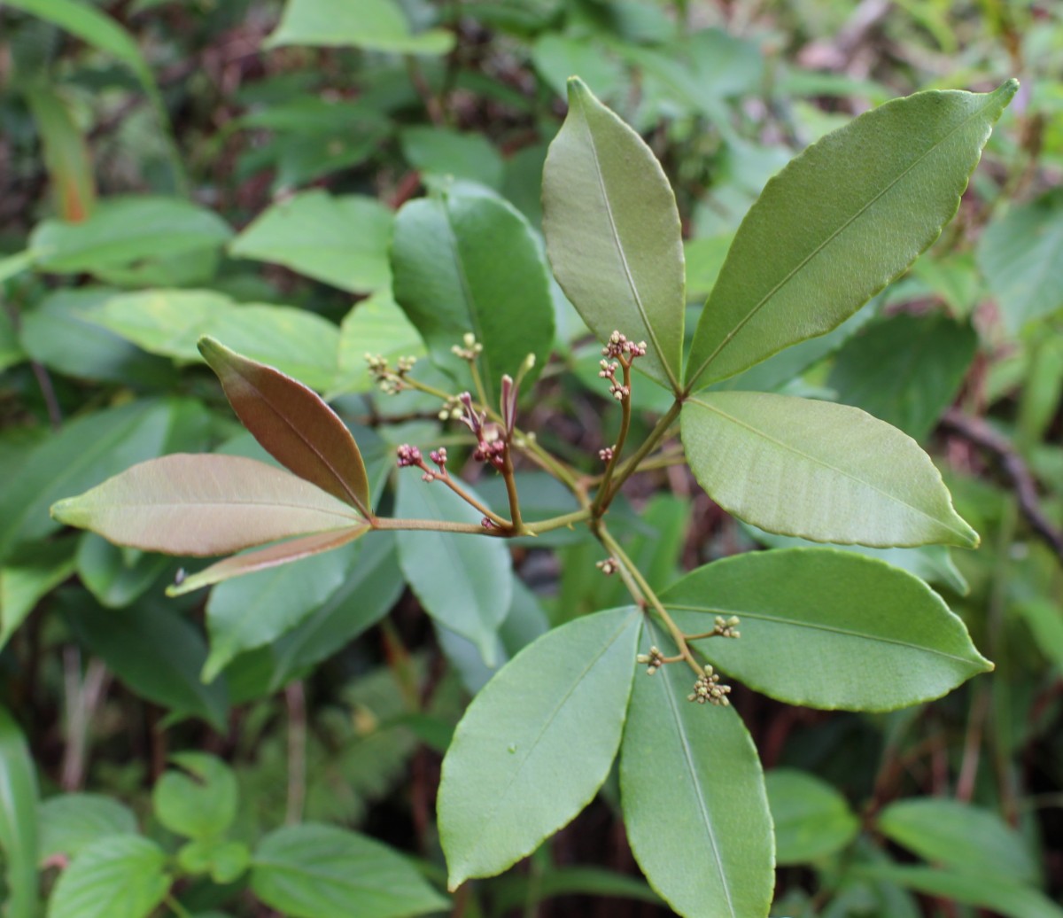 Zanthoxylum asiaticum (L.) Appelhans, Groppo & J.Wen